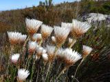 Edmondia sesamoides