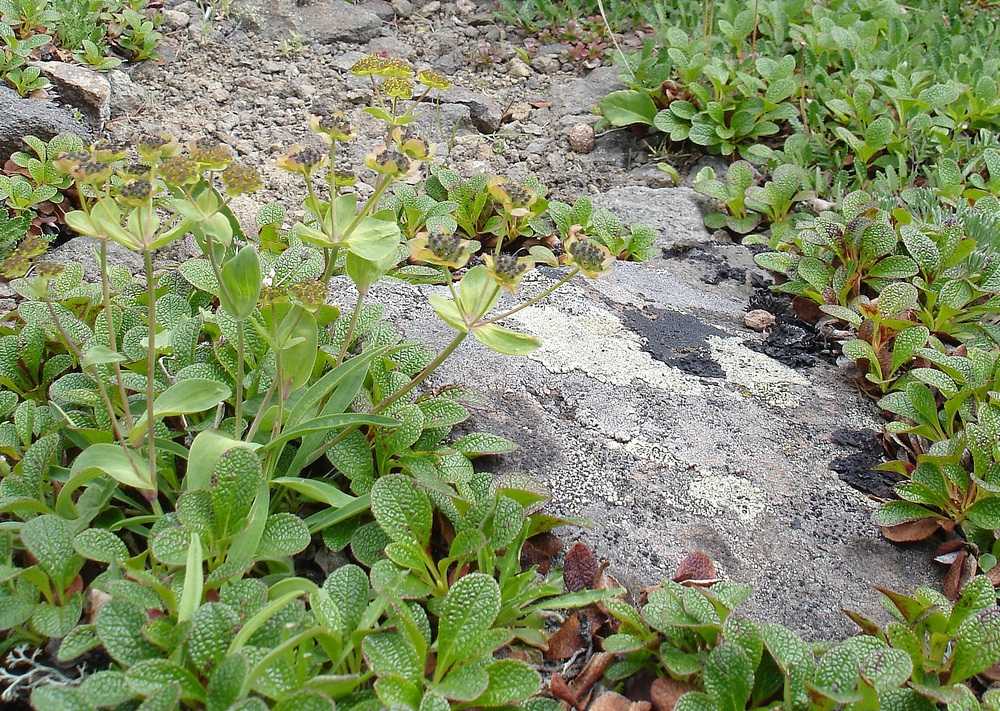 Image of Bupleurum triradiatum specimen.
