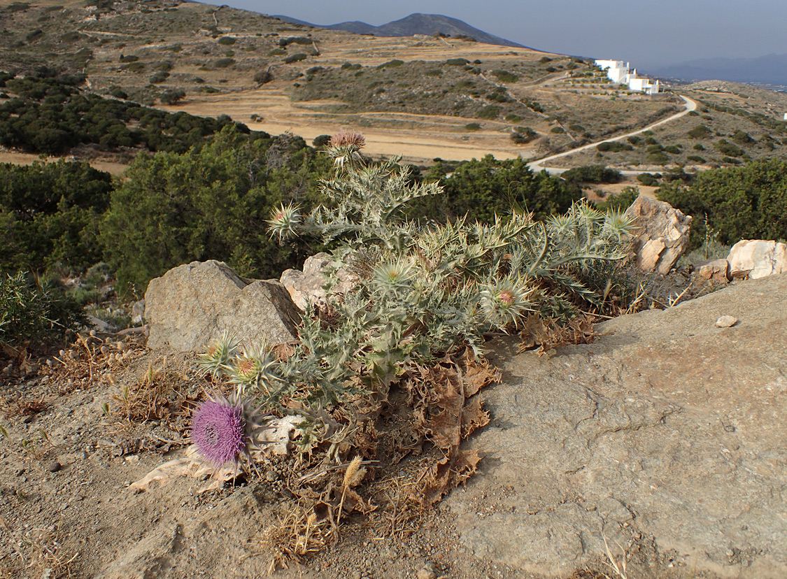 Image of Onopordum caulescens specimen.