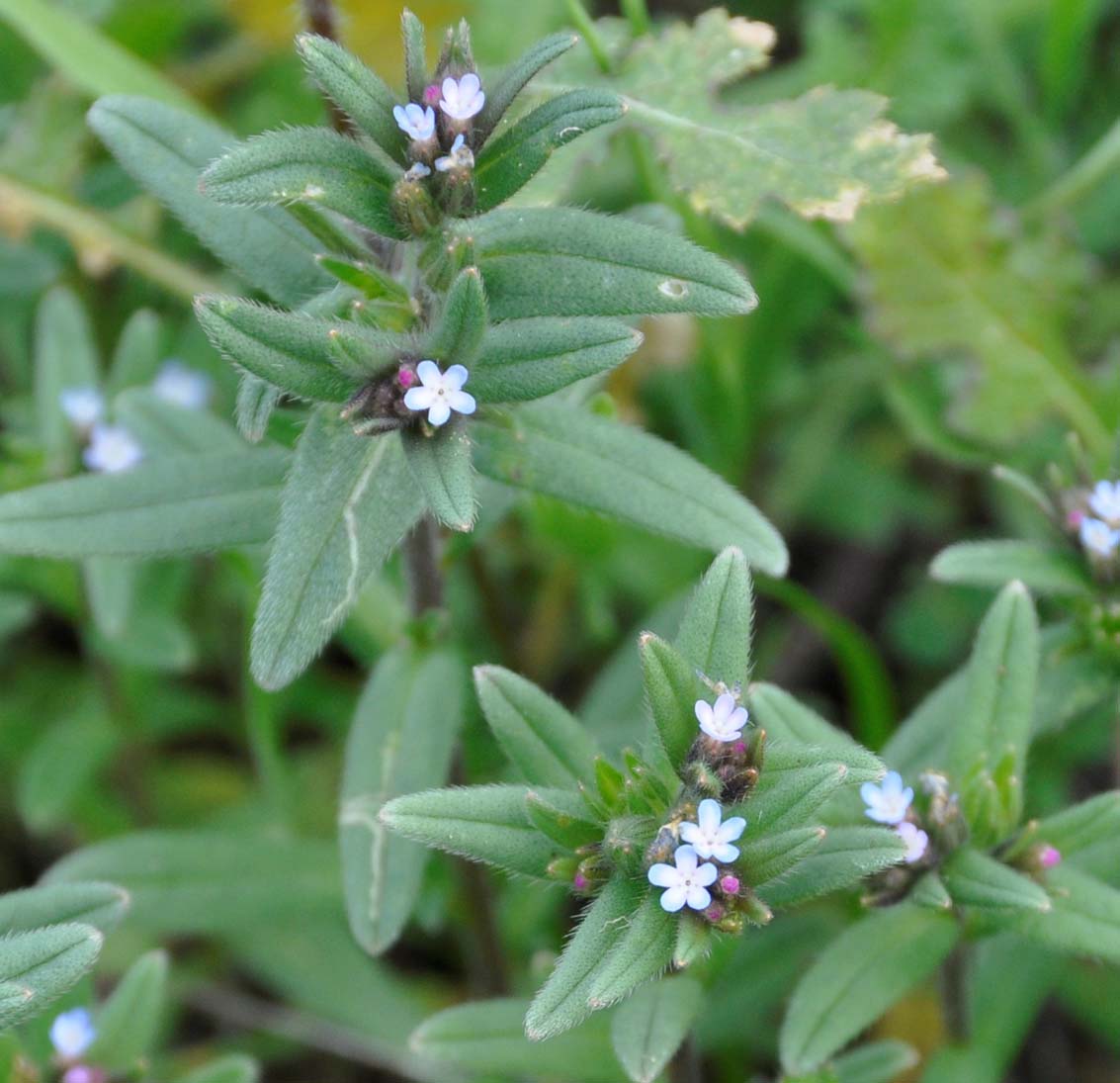 Image of Buglossoides arvensis specimen.