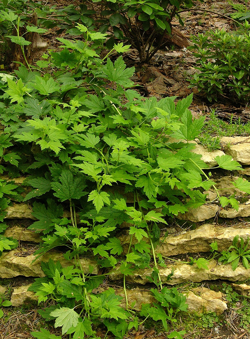 Image of Ribes glandulosum specimen.