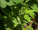 Salvia tesquicola. Верхушка вегетирующего побега. Пермь, Свердловский р-н, в озеленении. 26 июля 2018 г.