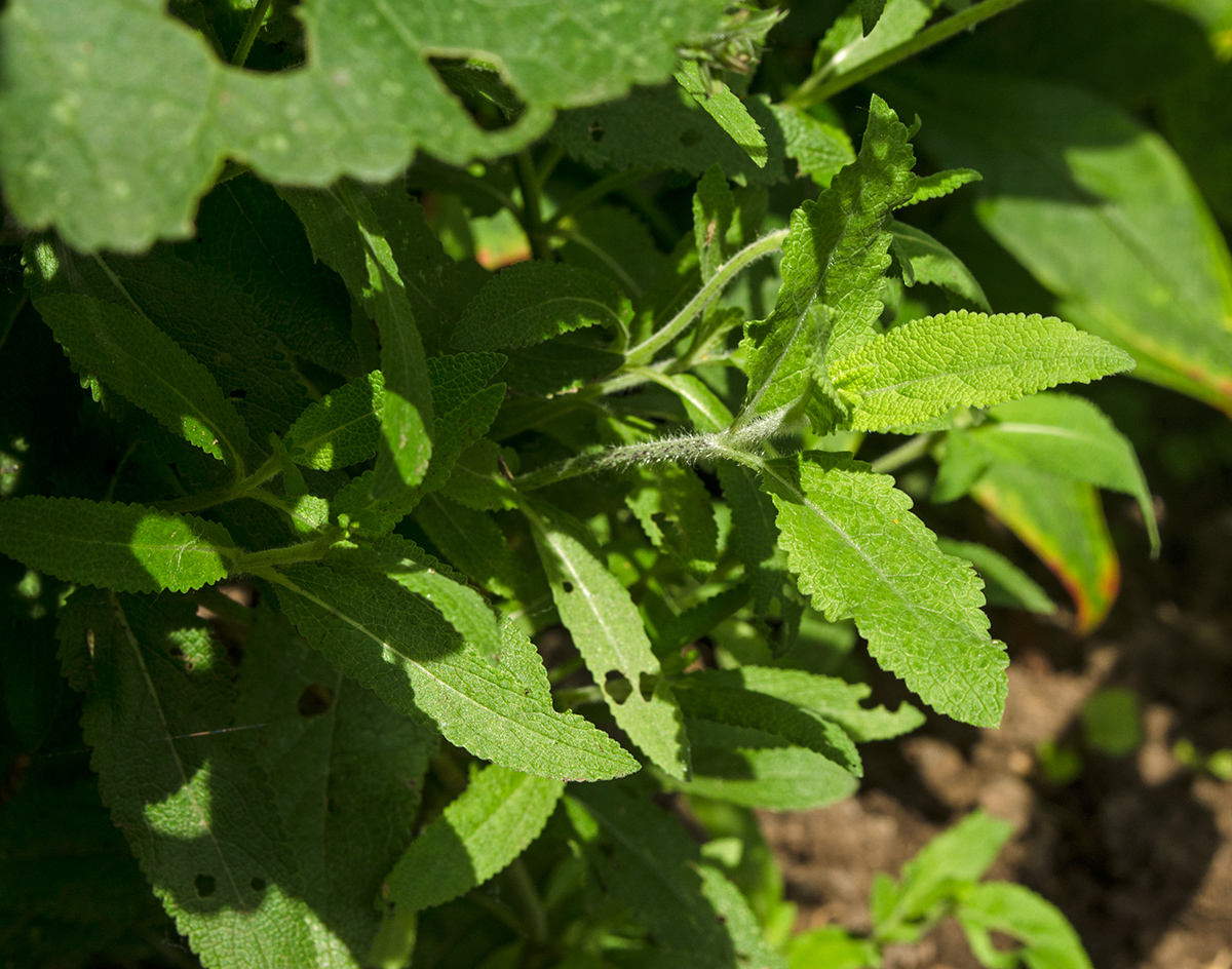 Изображение особи Salvia tesquicola.