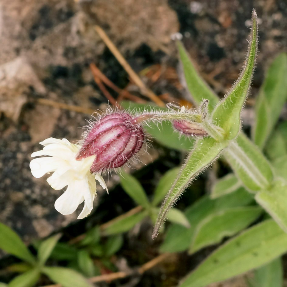 Изображение особи Gastrolychnis saxatilis.