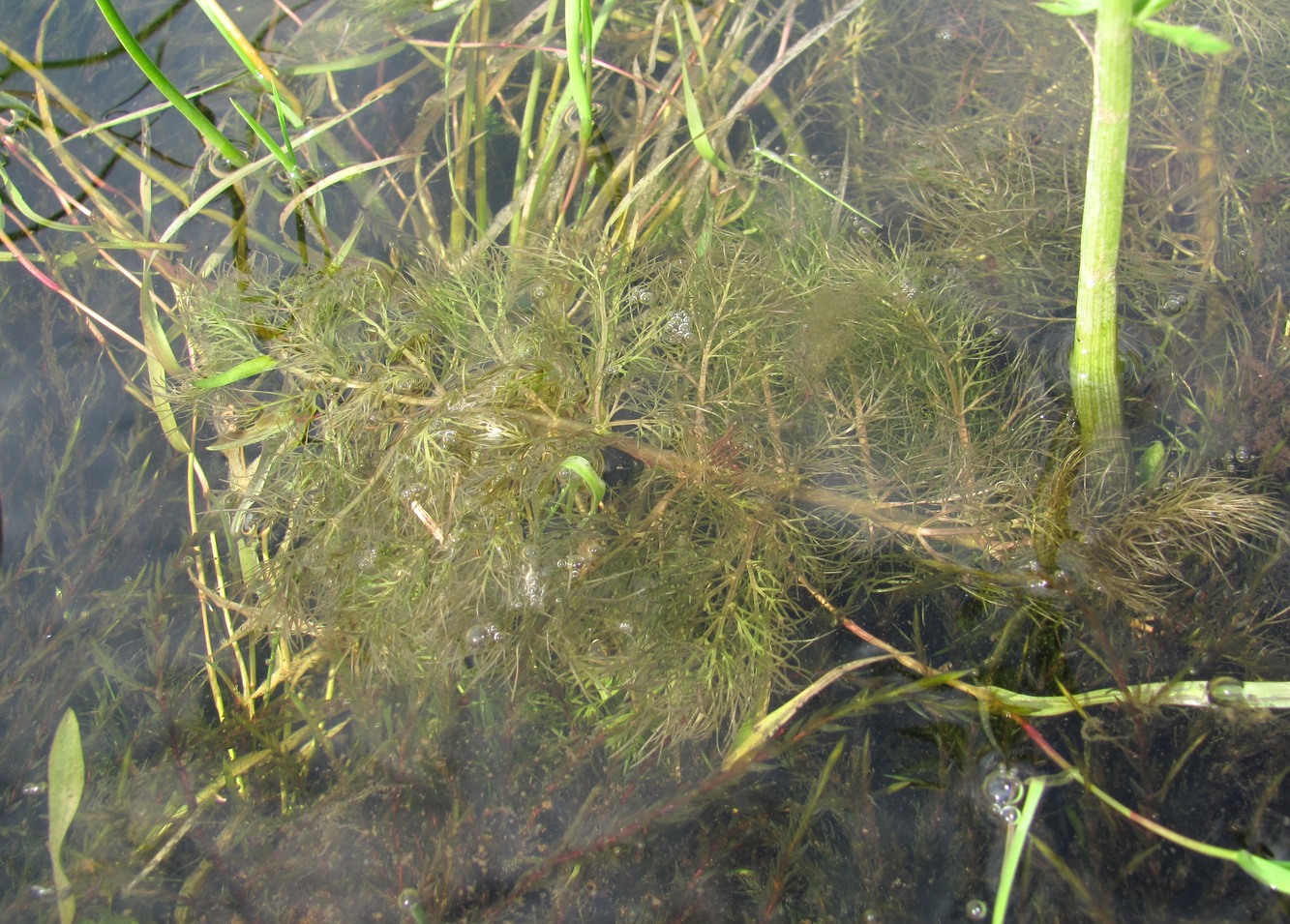 Image of Sium latifolium specimen.