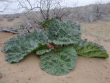 Rheum turkestanicum