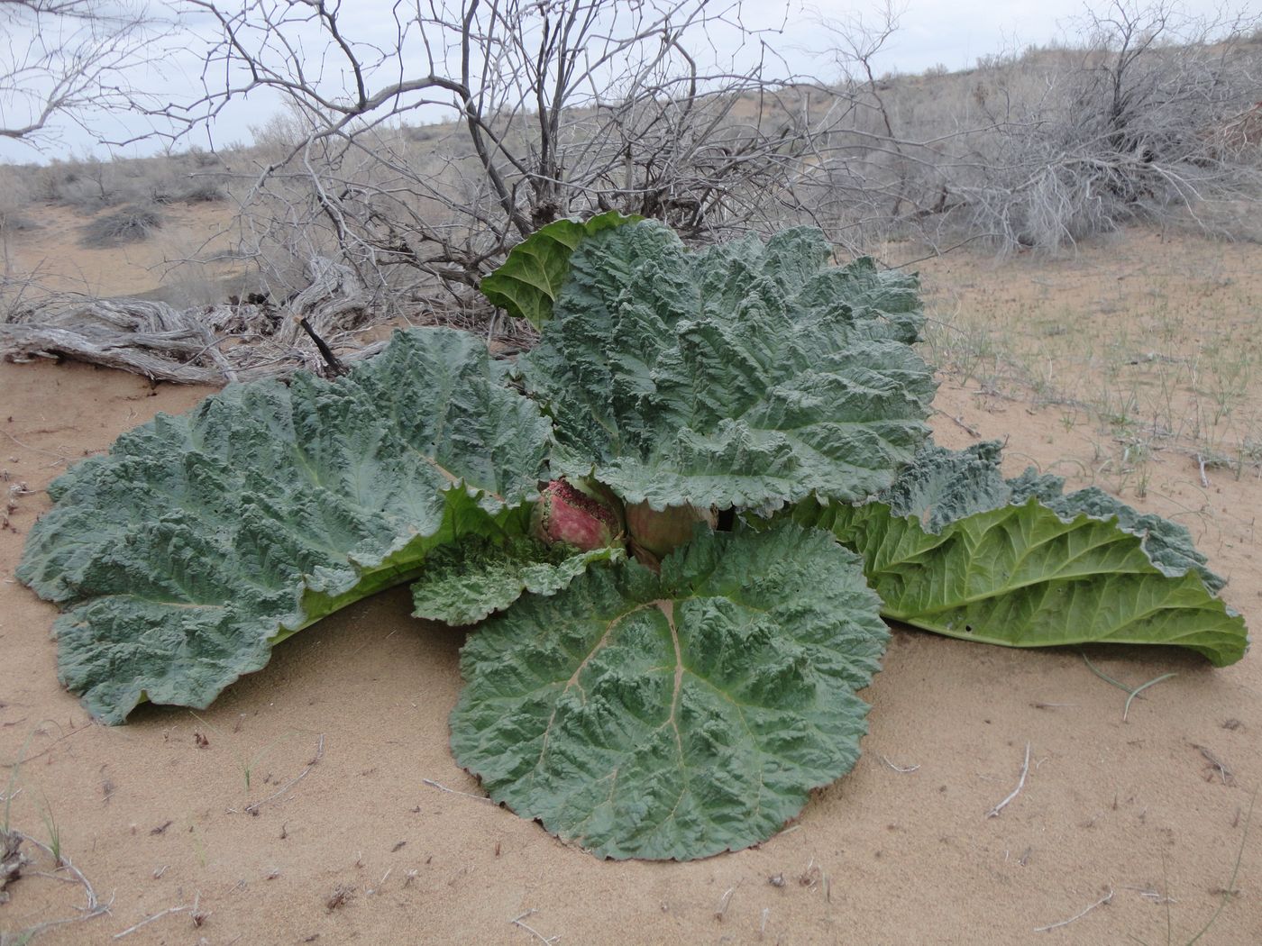 Изображение особи Rheum turkestanicum.