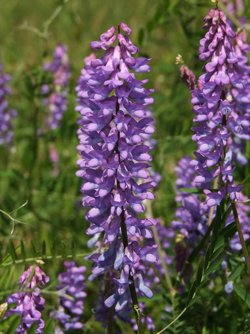 Image of Vicia cracca specimen.