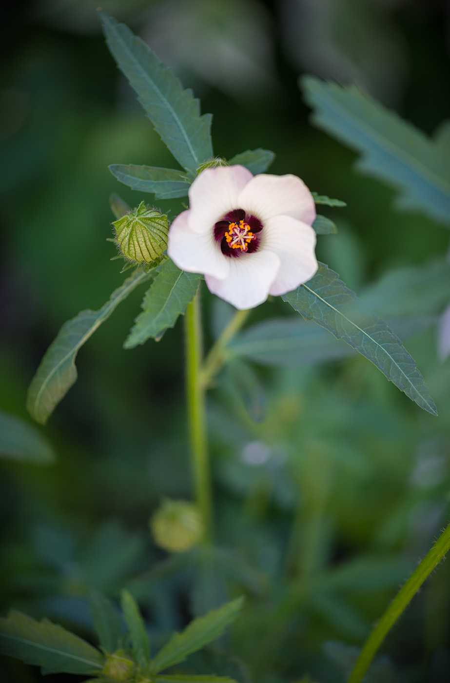 Изображение особи Hibiscus trionum.