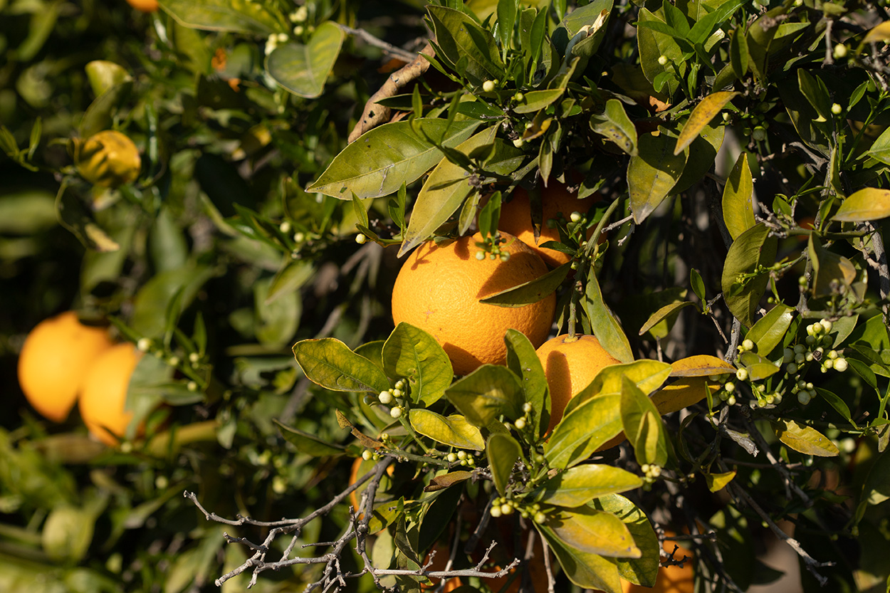 Изображение особи Citrus sinensis.