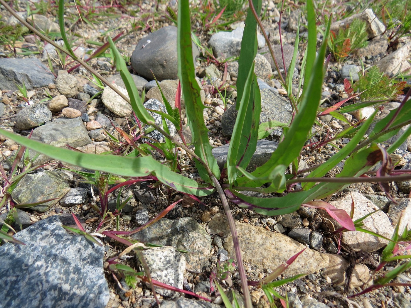 Image of Ixeridium gramineum specimen.