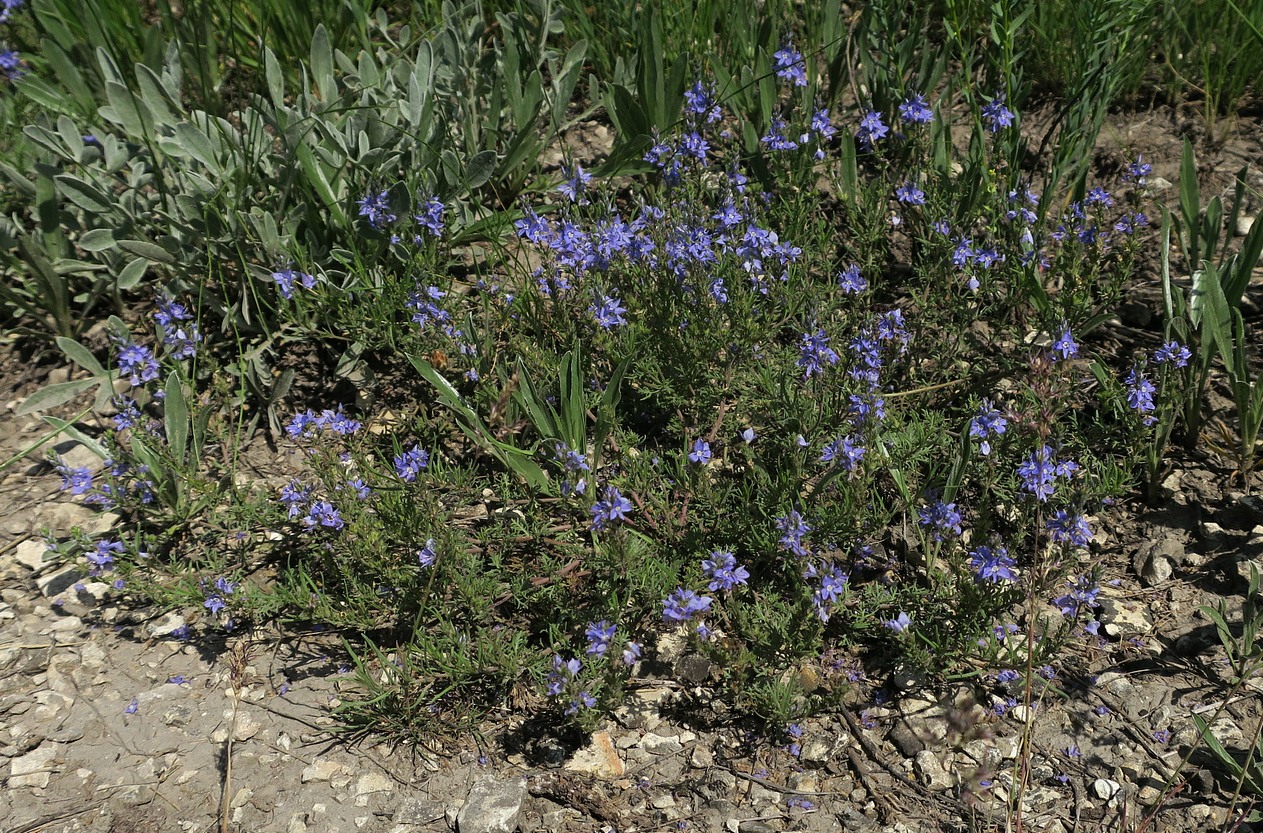 Изображение особи Veronica capsellicarpa.