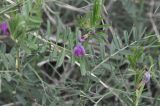 genus Vicia