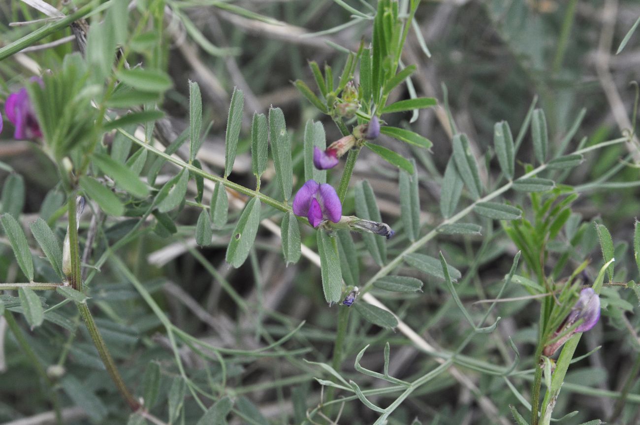 Изображение особи род Vicia.