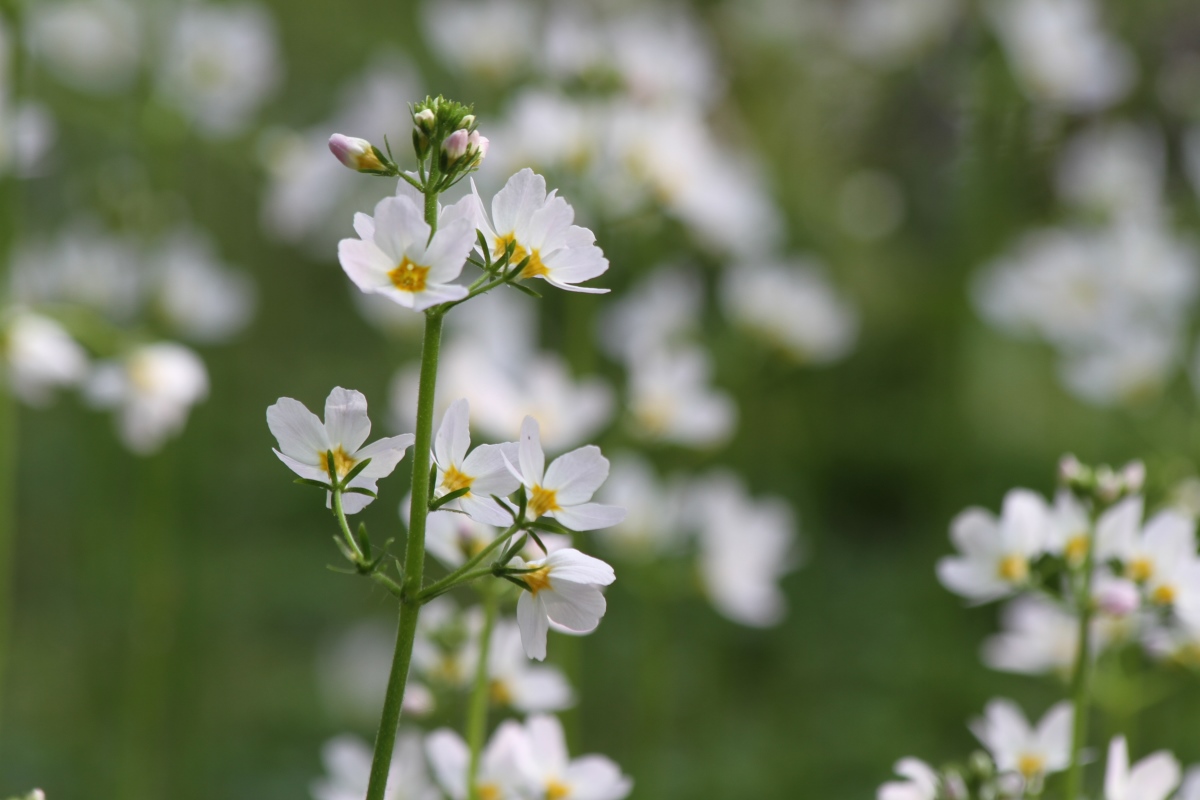 Изображение особи Hottonia palustris.