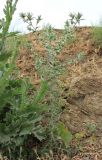 Carthamus lanatus