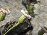 Kemulariella rosea