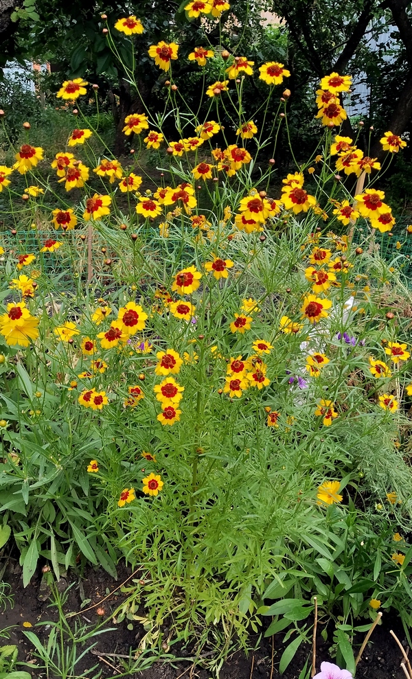 Image of Coreopsis tinctoria specimen.