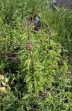 Eupatorium cannabinum