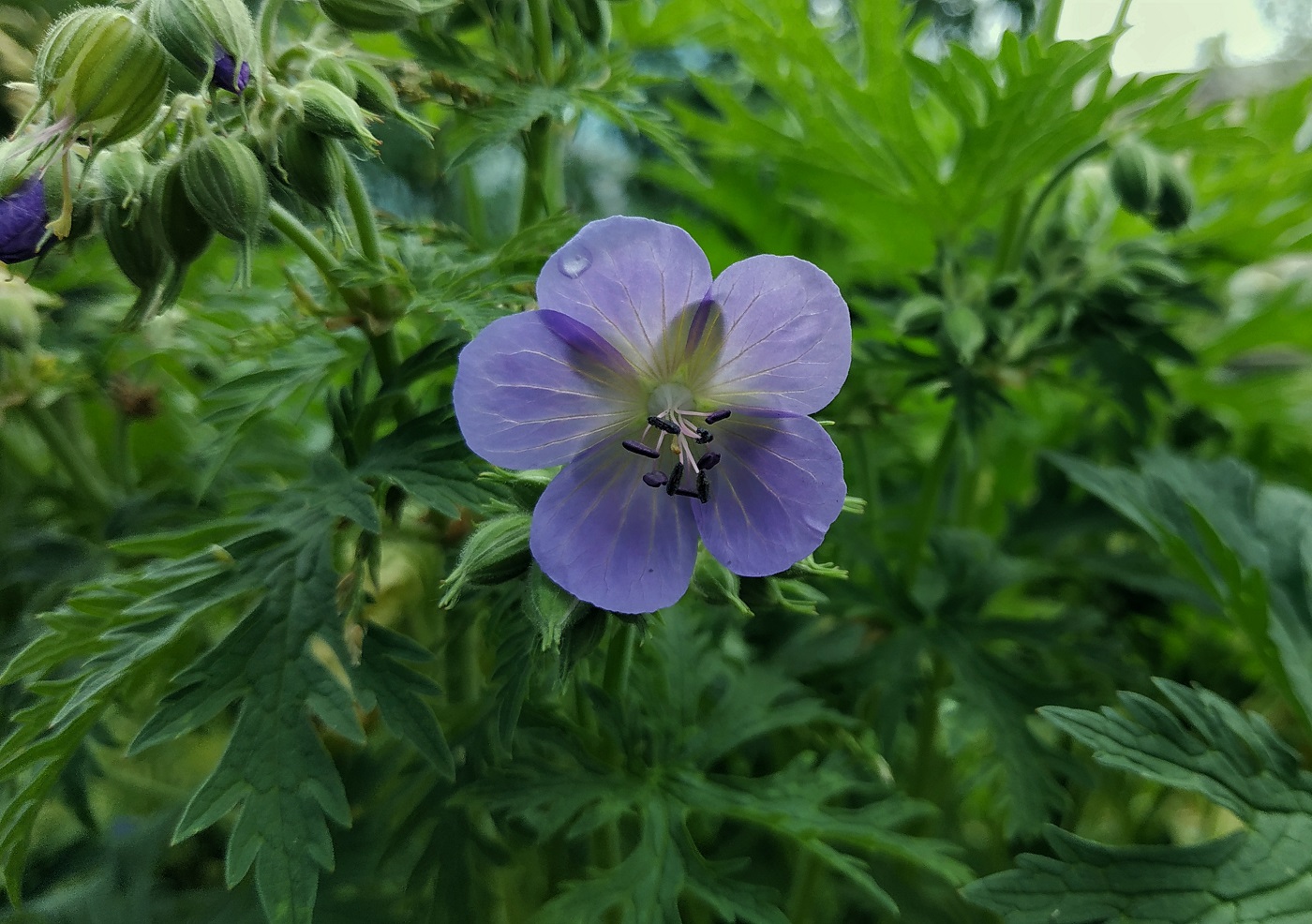 Изображение особи Geranium pratense.