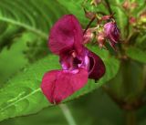 Impatiens glandulifera