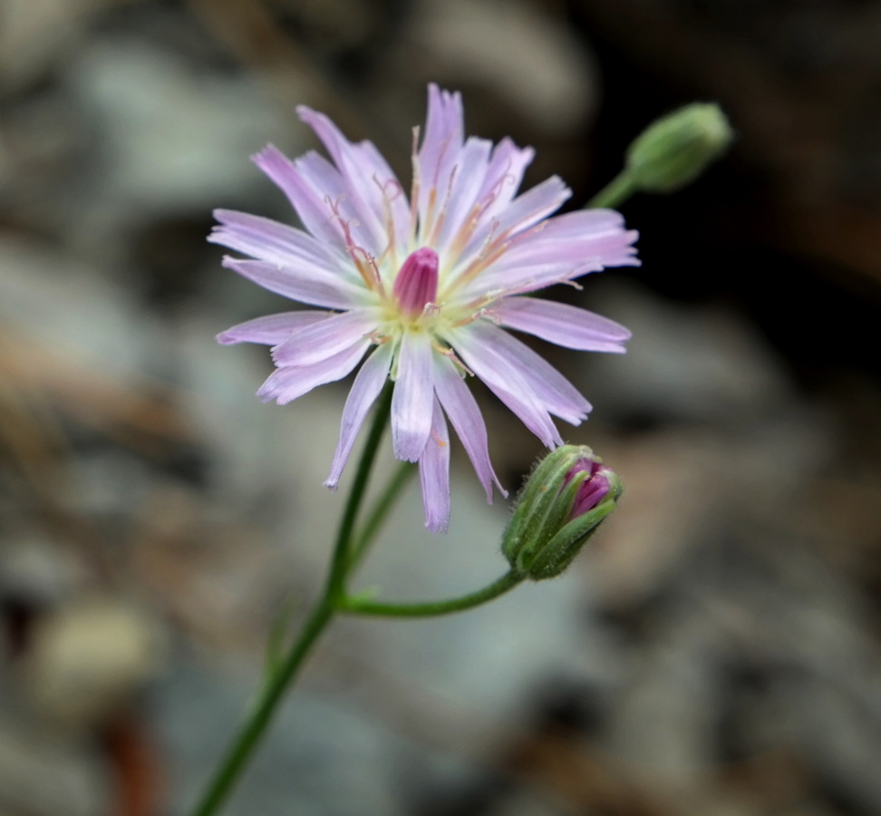 Изображение особи Lagoseris callicephala.