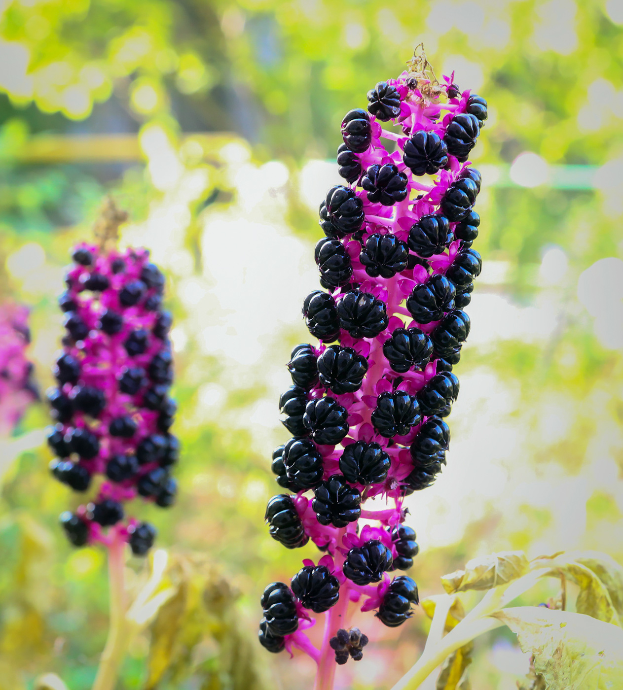 Image of Phytolacca acinosa specimen.