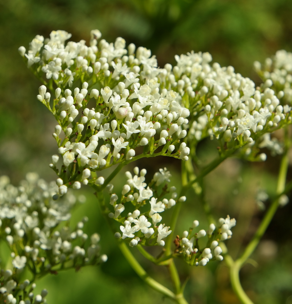 Изображение особи Valeriana alliariifolia.