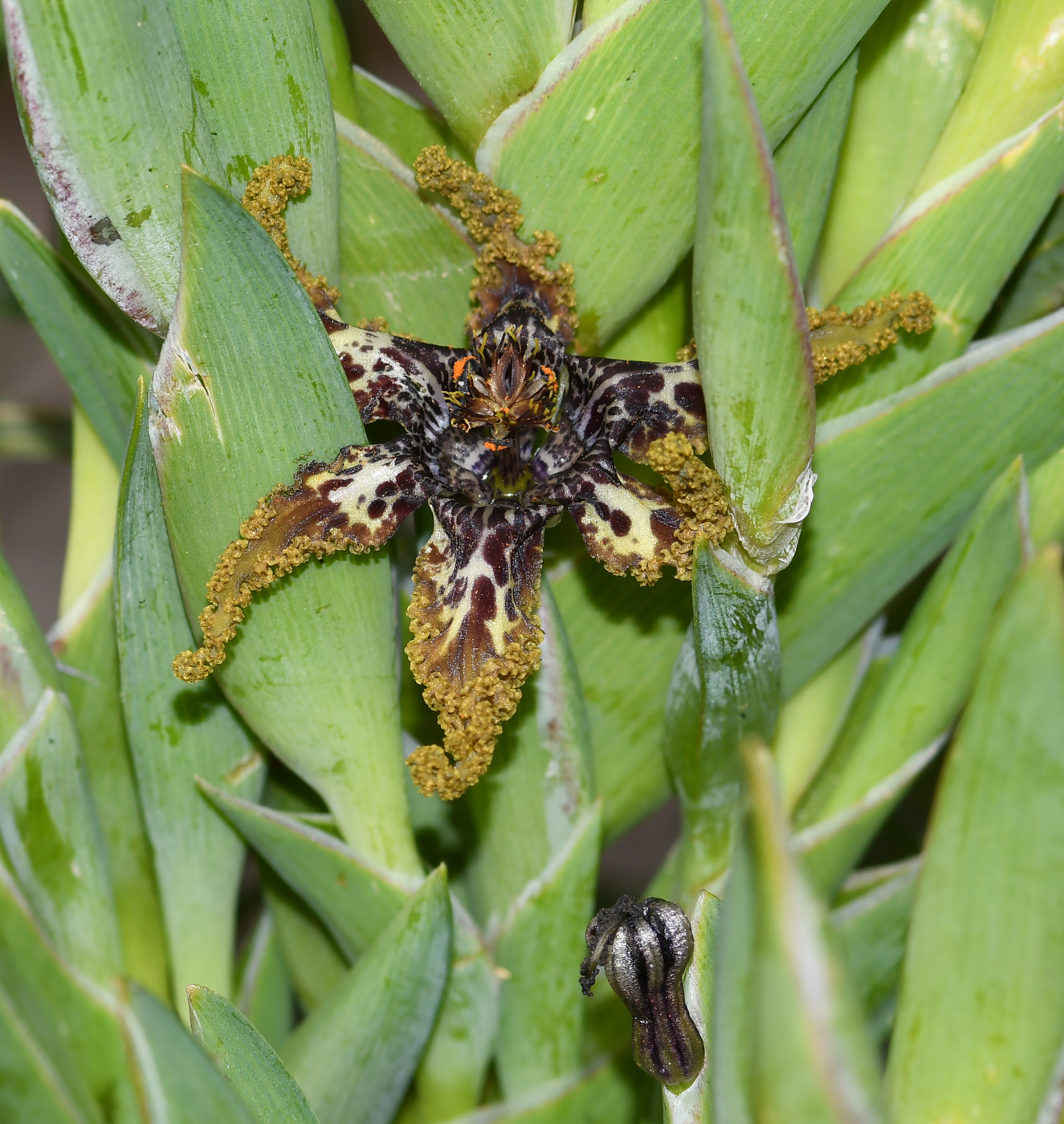 Изображение особи Ferraria crispa.