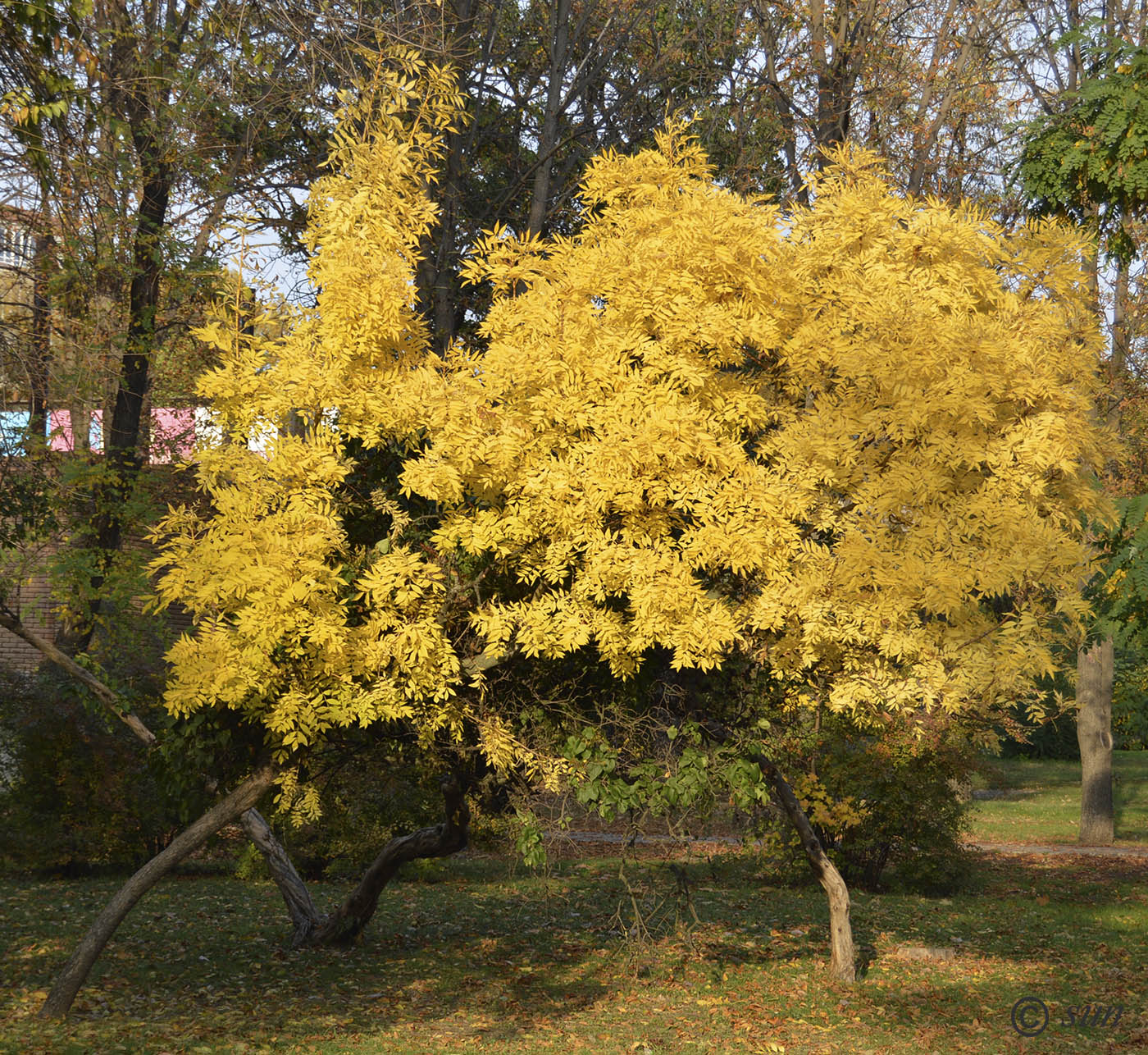 Изображение особи Fraxinus excelsior.