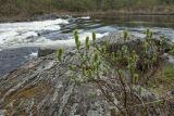 Salix lanata. Крона цветущего женского растения. Мурманская обл., Кольский р-н, долина р. Западная Лица ниже автодороги А138 Мурманск — Печенга, 4-й падун, опушка березняка у берега реки. 07.06.2019.