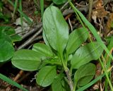 Myosotis amoena