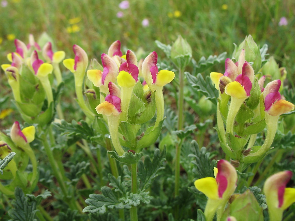 Изображение особи Scutellaria mesostegia.