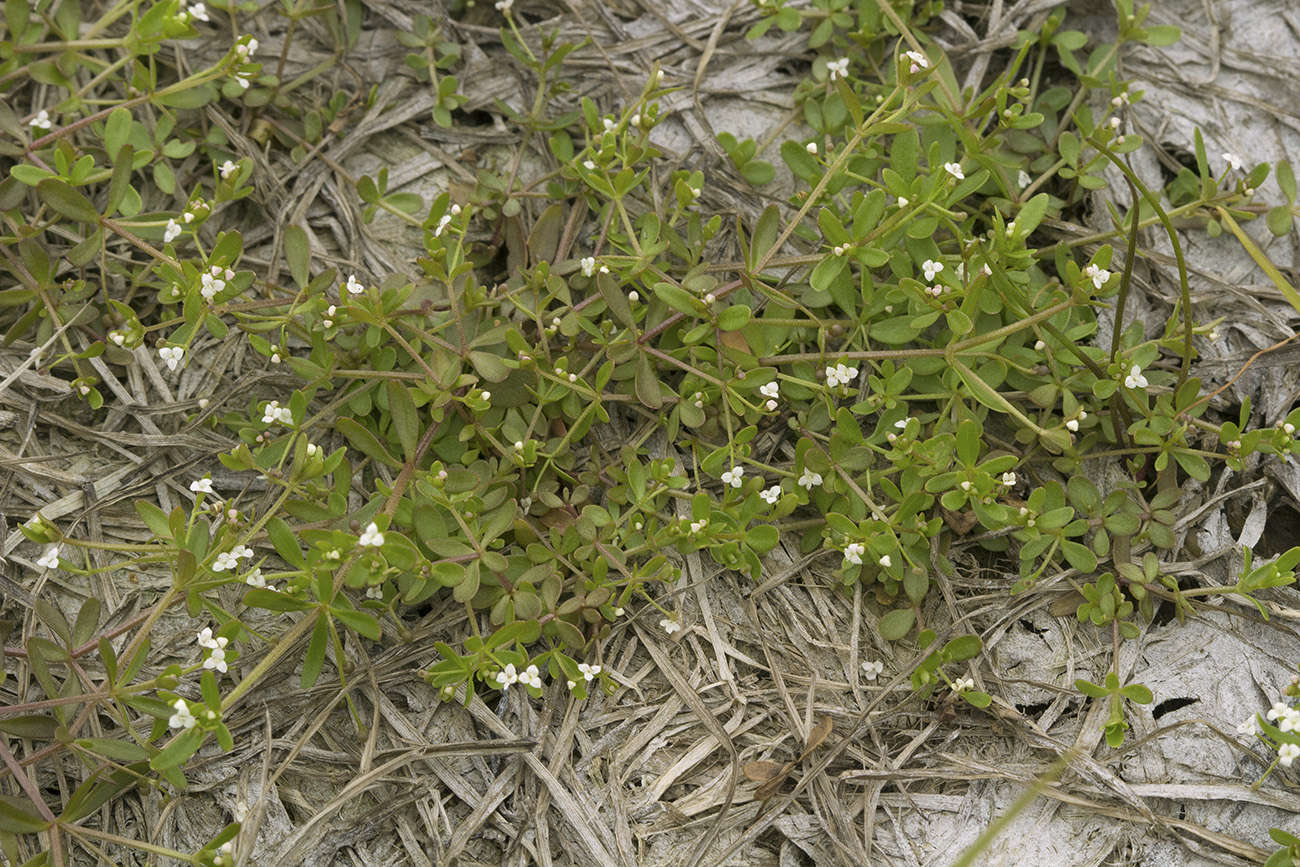 Изображение особи Galium trifidum.