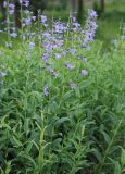 Nepeta sibirica