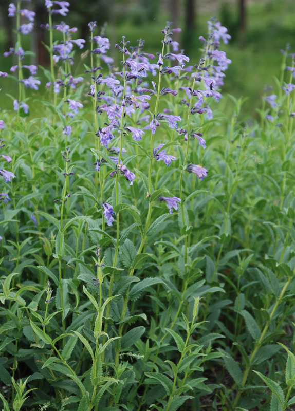 Изображение особи Nepeta sibirica.