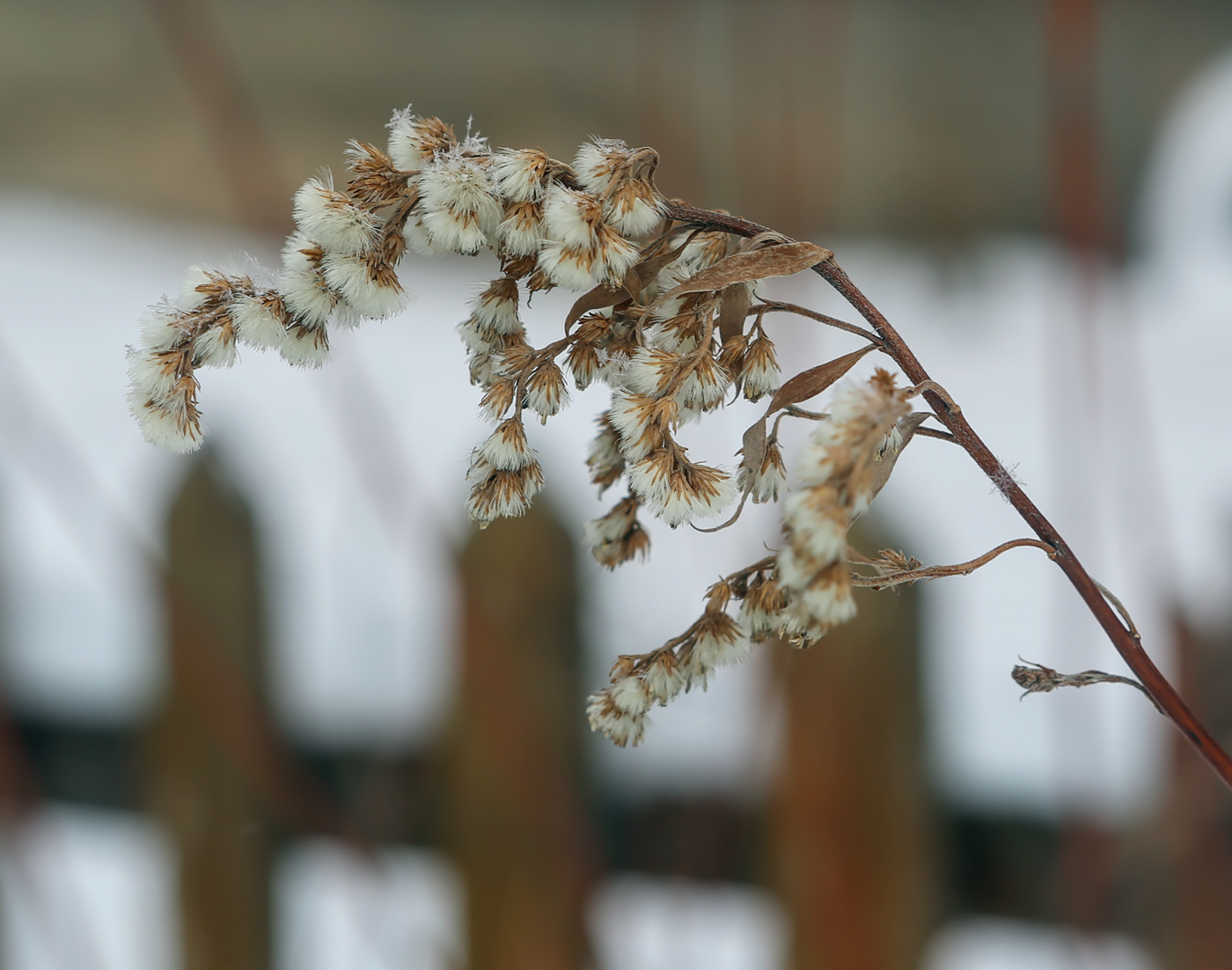 Изображение особи Solidago canadensis.