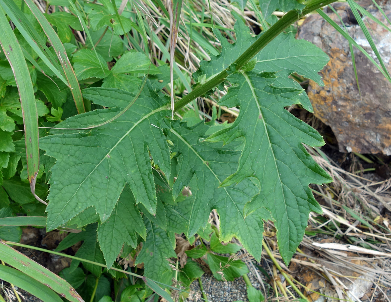 Image of Cirsium kamtschaticum specimen.