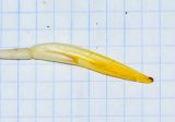 genus Heliconia