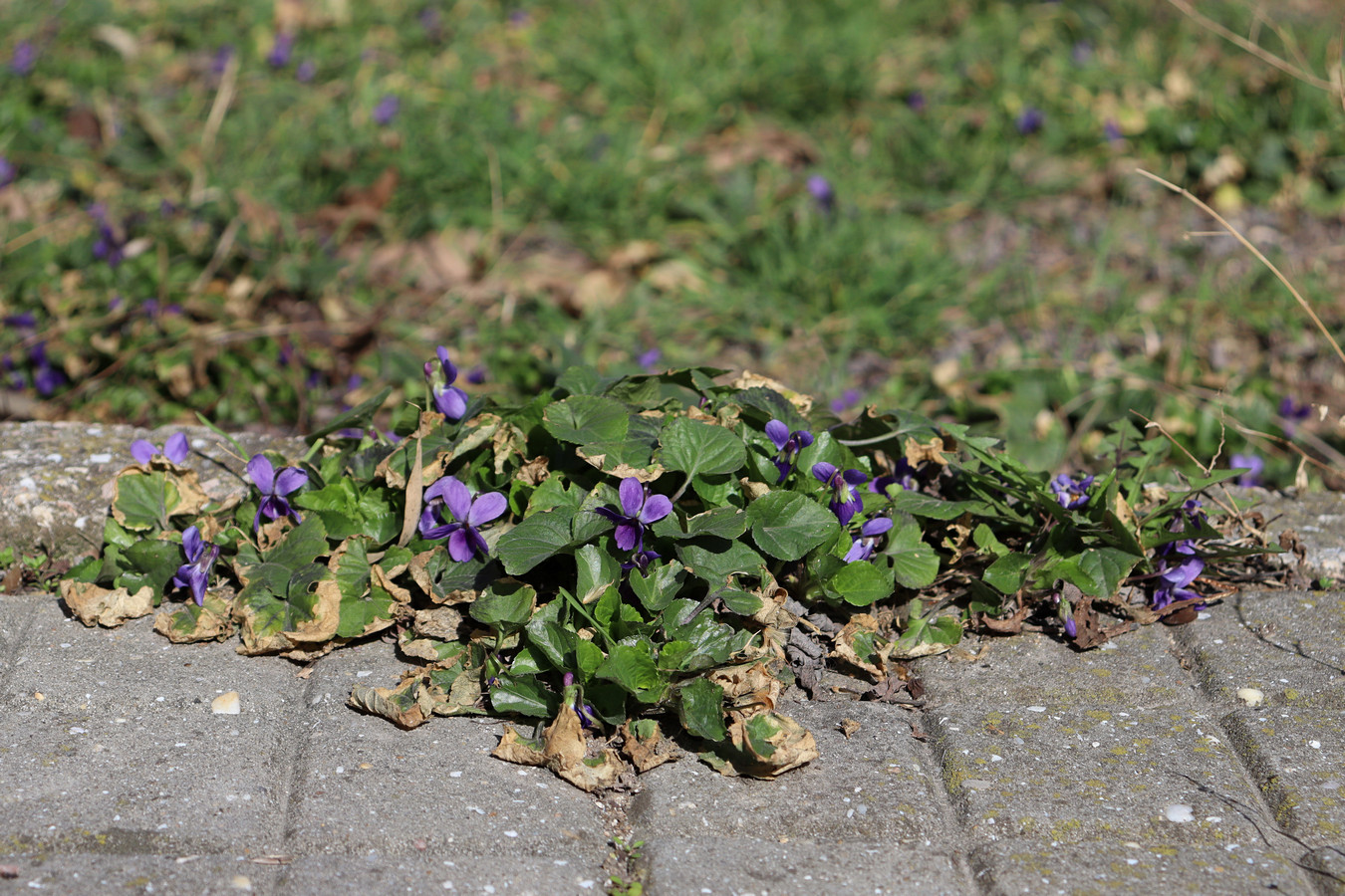 Image of Viola odorata specimen.