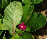 Primula &times; pruhoniciana