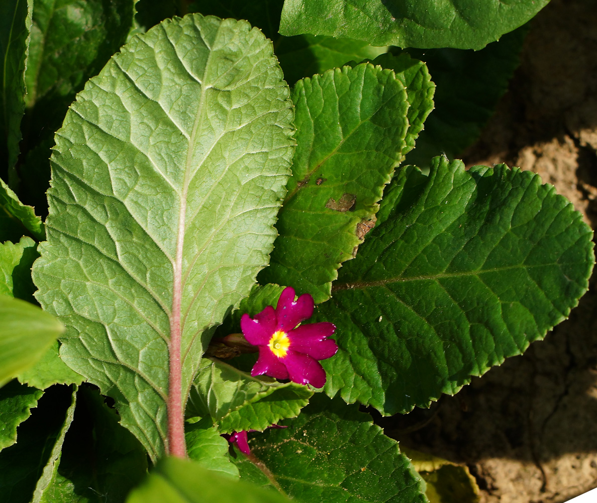 Изображение особи Primula &times; pruhoniciana.