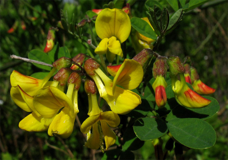 Изображение особи Hippocrepis emerus.