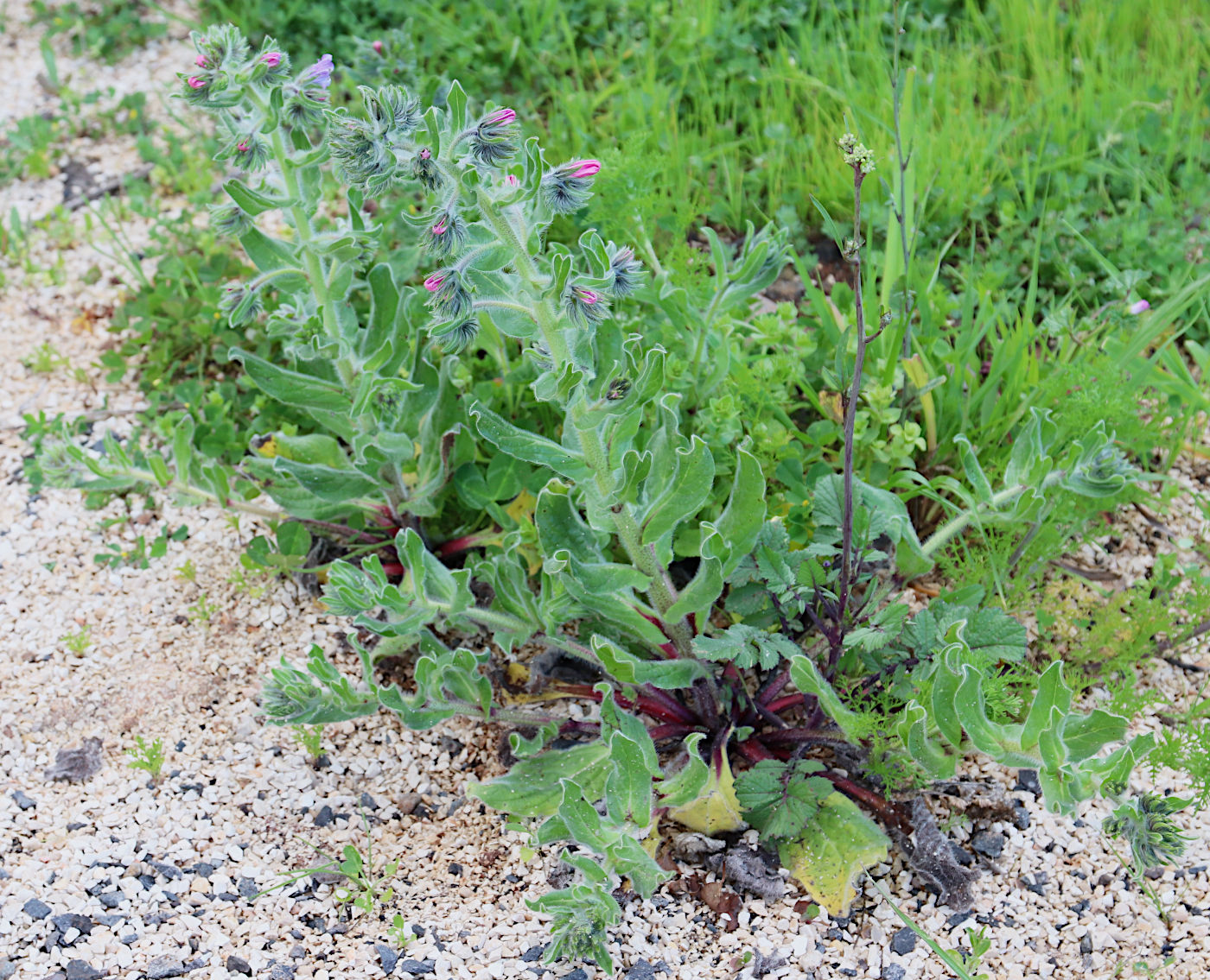 Image of Echium plantagineum specimen.