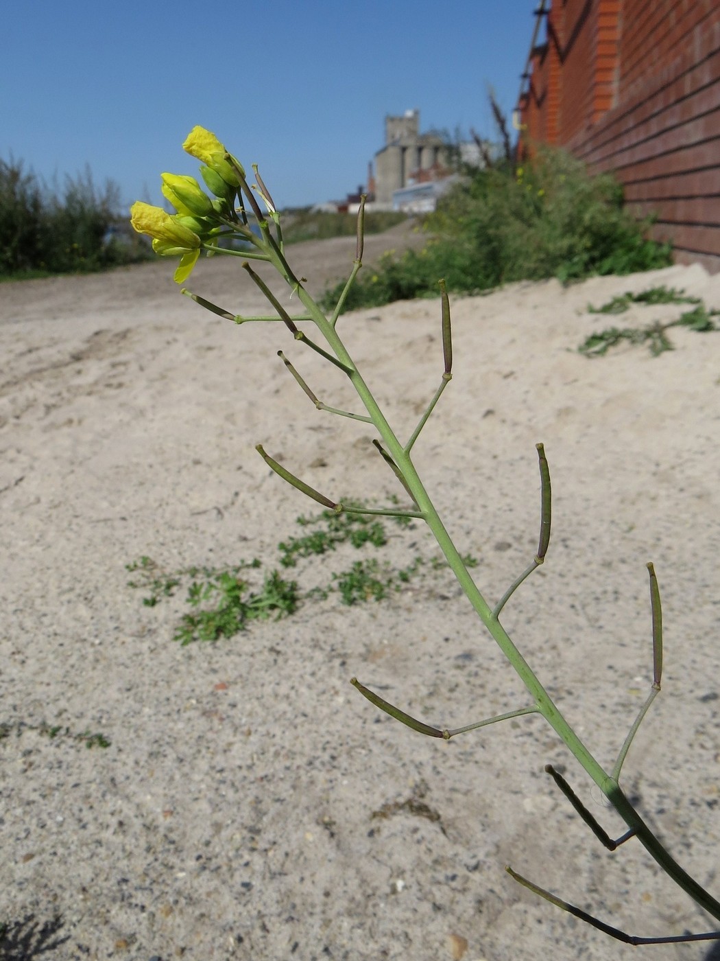 Image of Diplotaxis tenuifolia specimen.