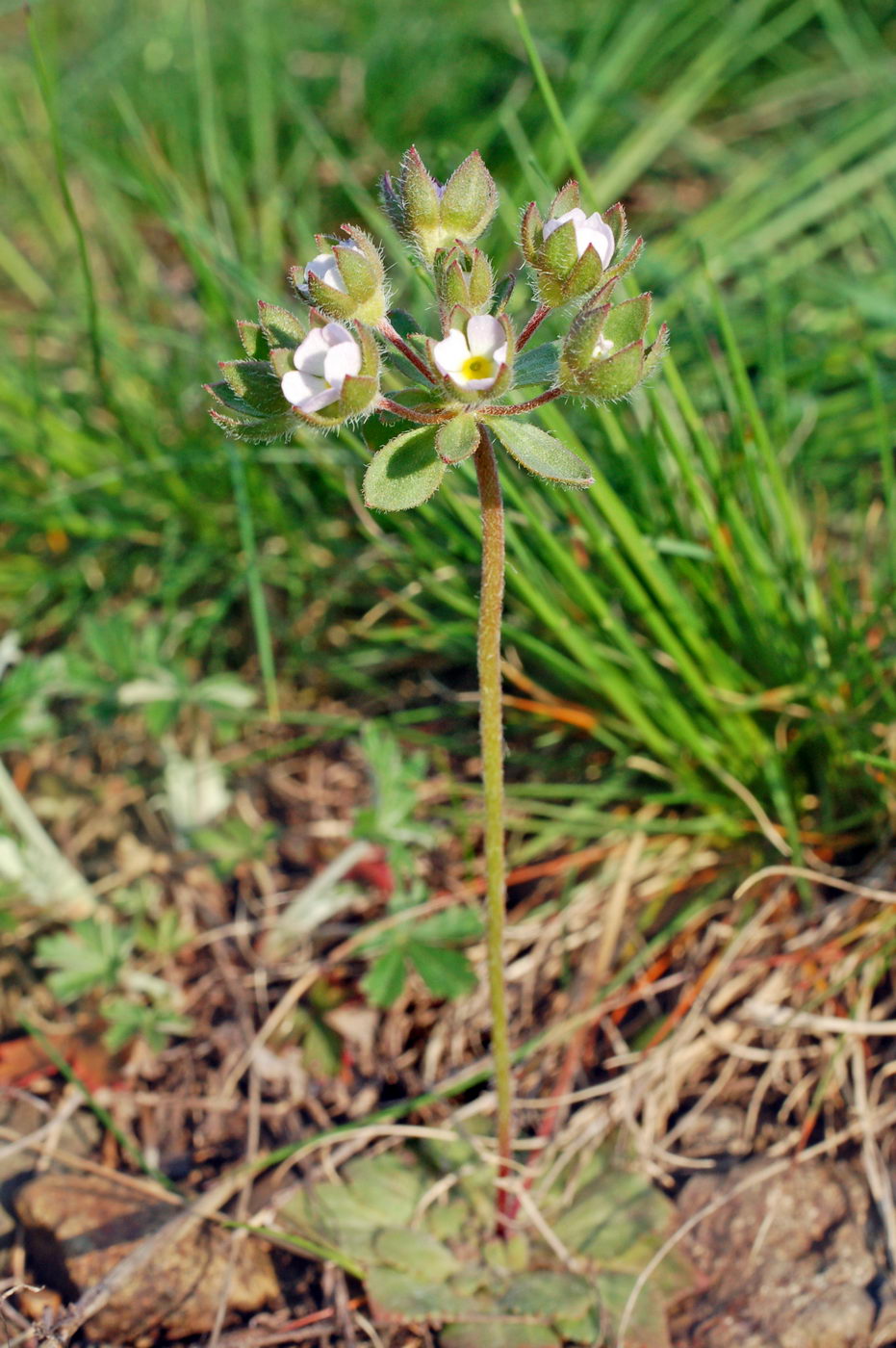 Image of Androsace maxima specimen.