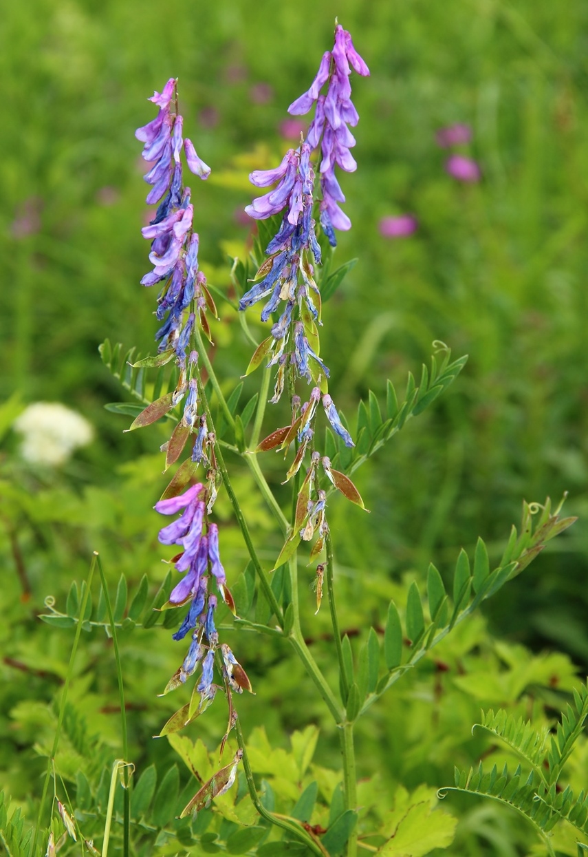 Image of Vicia tenuifolia specimen.