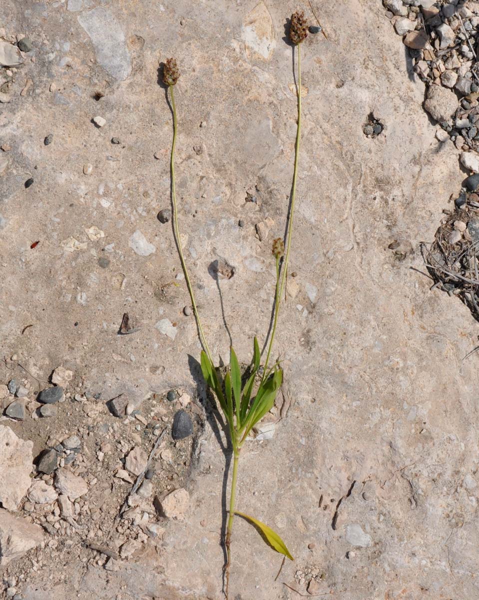 Image of Plantago amplexicaulis specimen.