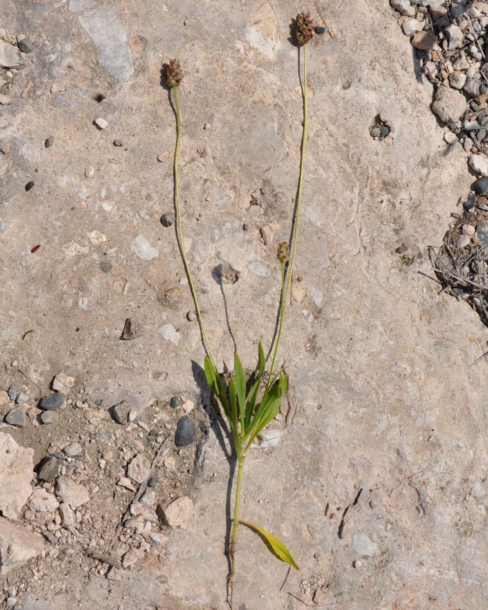 Изображение особи Plantago amplexicaulis.