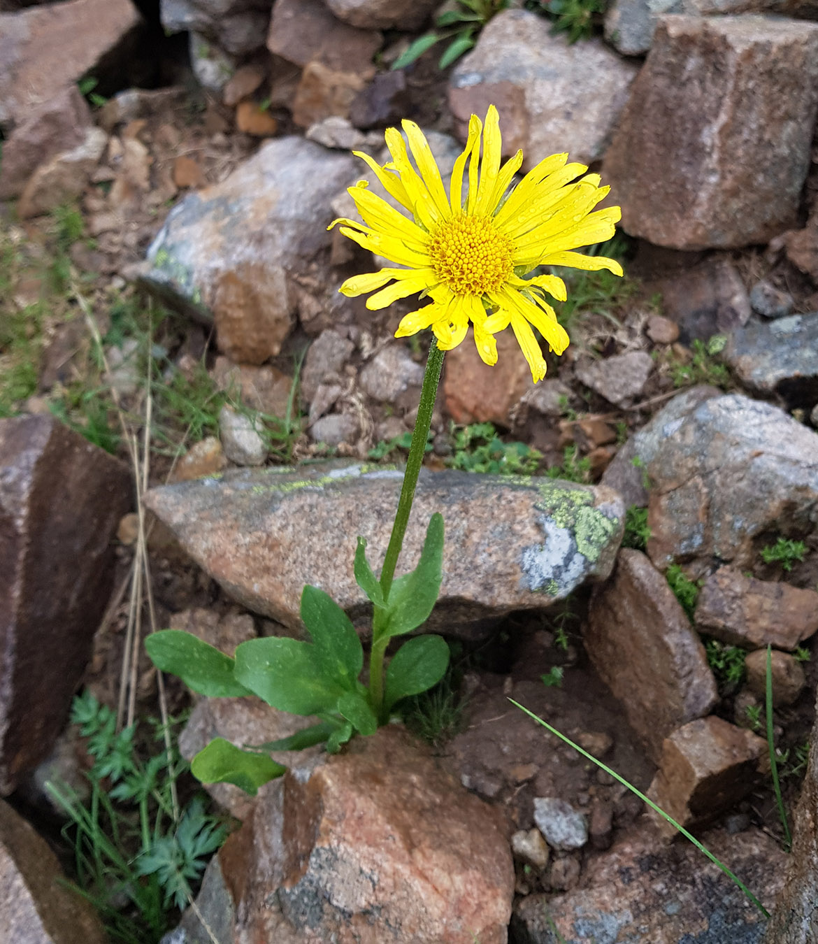 Image of Doronicum oblongifolium specimen.